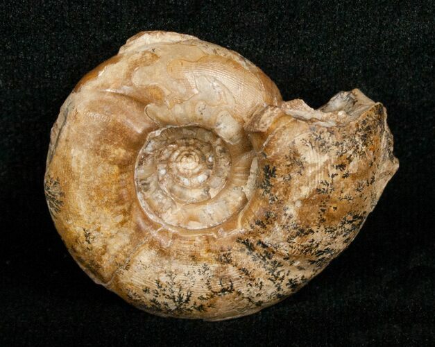 Uraloceras Ammonite From Kazakhstan - Permian #5029